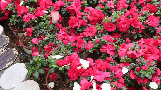 必赢亚洲·Bwin(唯一)官方网站