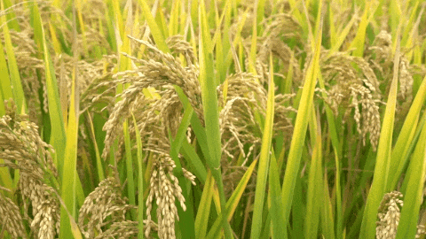 必赢亚洲·Bwin(唯一)官方网站